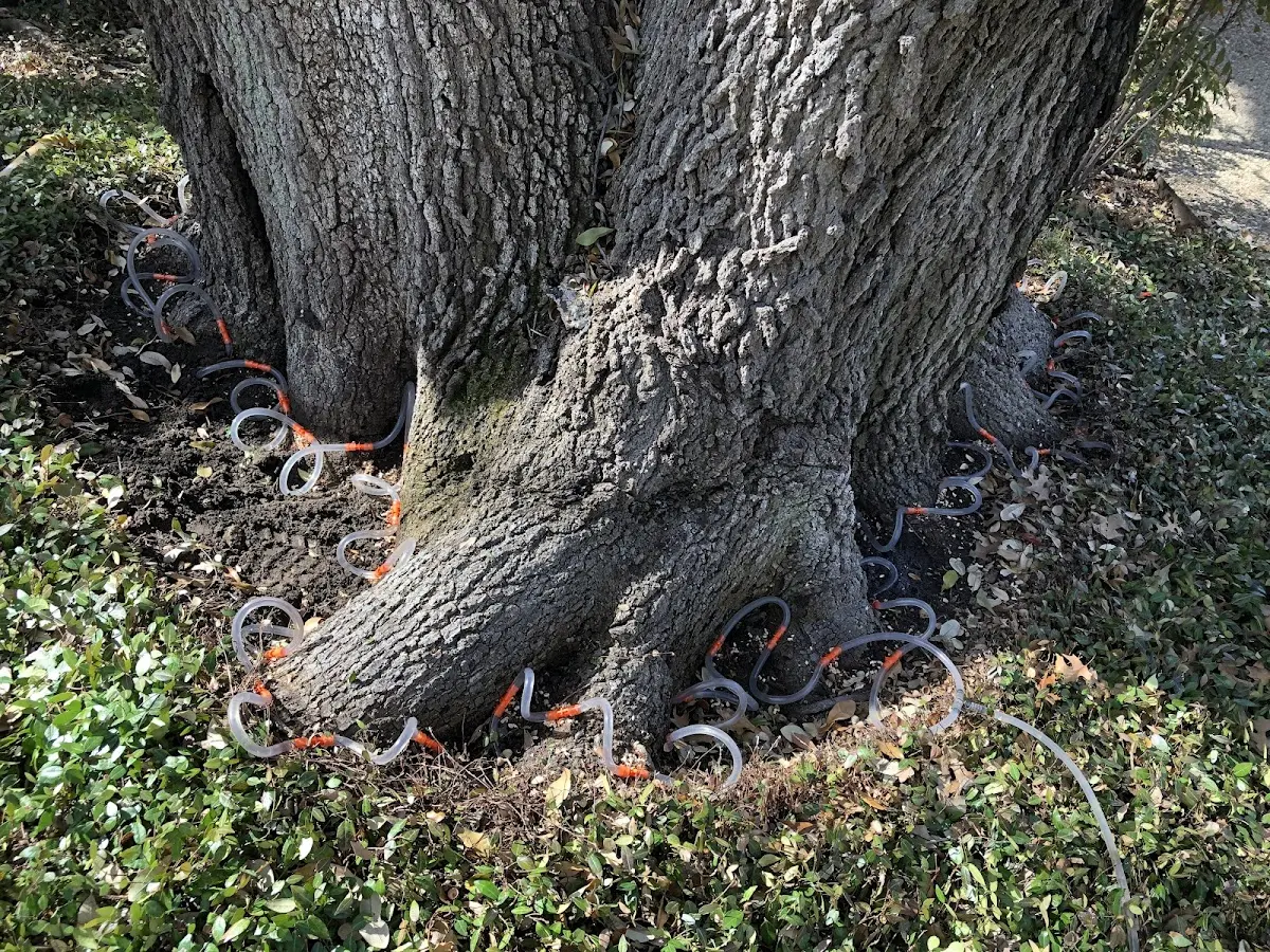 Detailed Tree Cabling and Bracing job site in Max