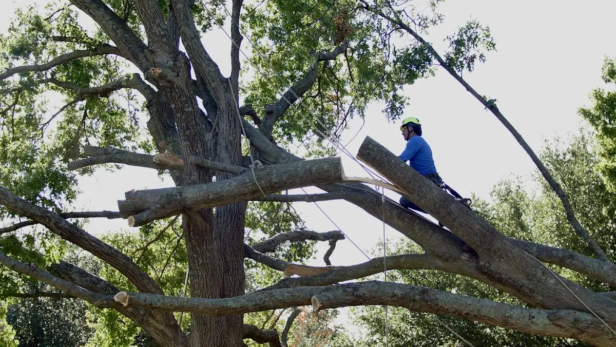 Professional Crown Thinning performed by certified arborists in Max