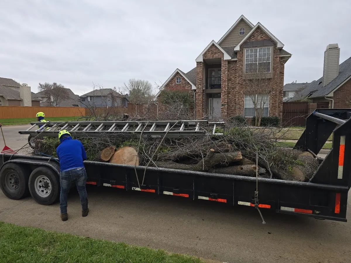 Expert Tree Pest Control with proper safety equipment in Max